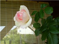 bd89b0f6-Picture 2268.jpg
